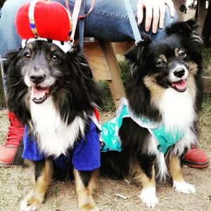Two Dogs dressed up at the renaissance