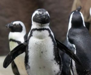 Minnesota Penguins at the Zoo